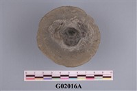 藏品(螃蟹化石)的圖片